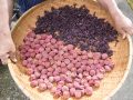 La jolie couleur de l'umeboshi provient de l'utilisation du shiso rouge