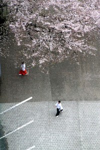 cerisier-japonais
