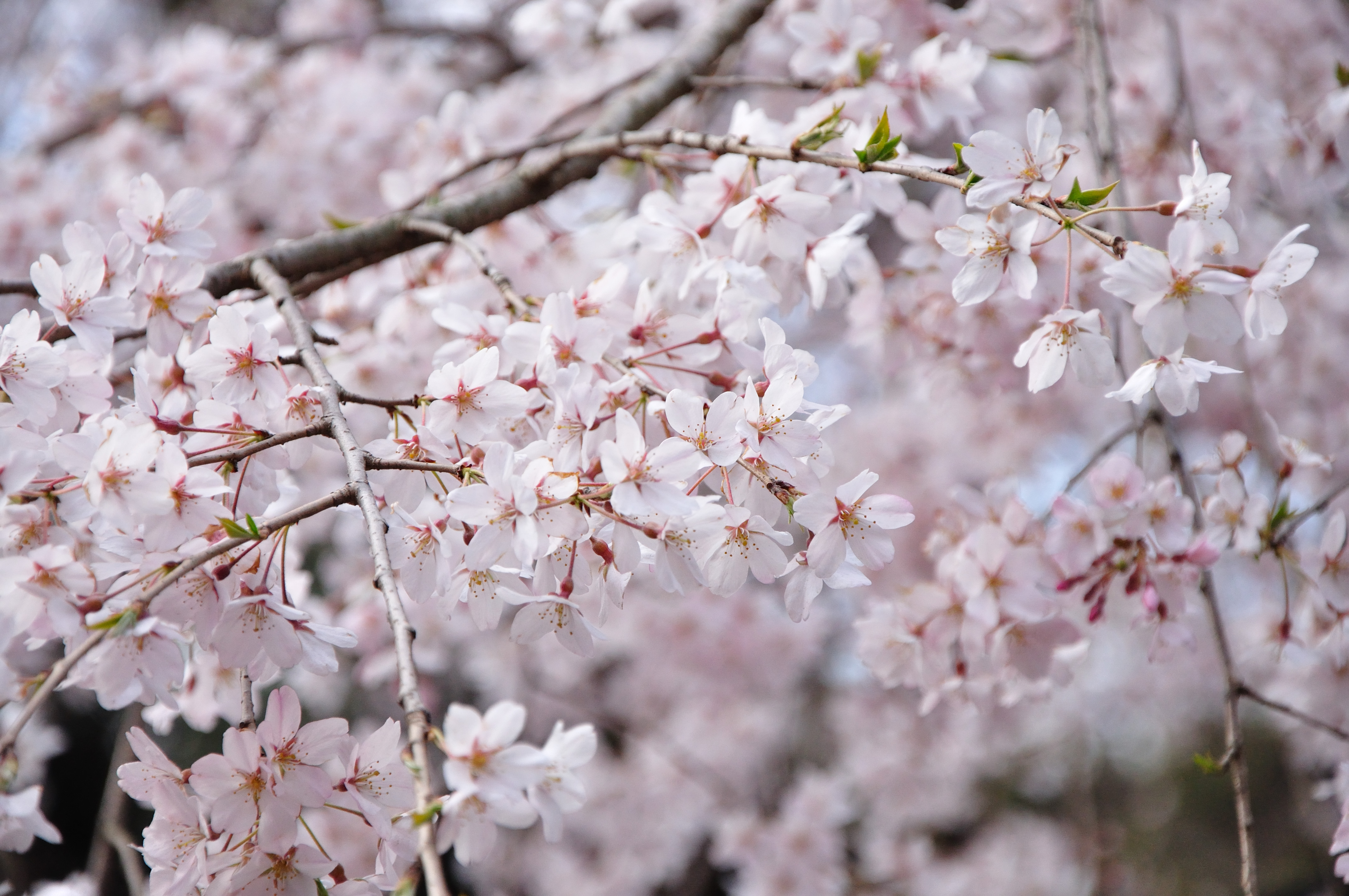 Focus sur les fleurs de cerisier