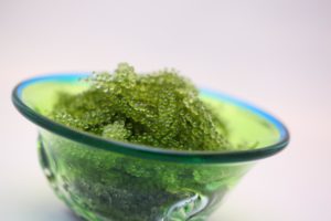 bol avec des umibudo, des algues japonaises appelées caviar vert