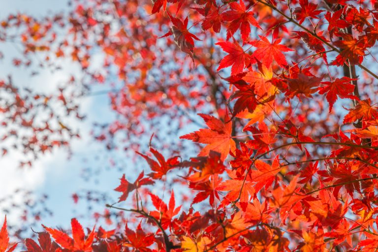 feuilles d'érable japonais, momiji