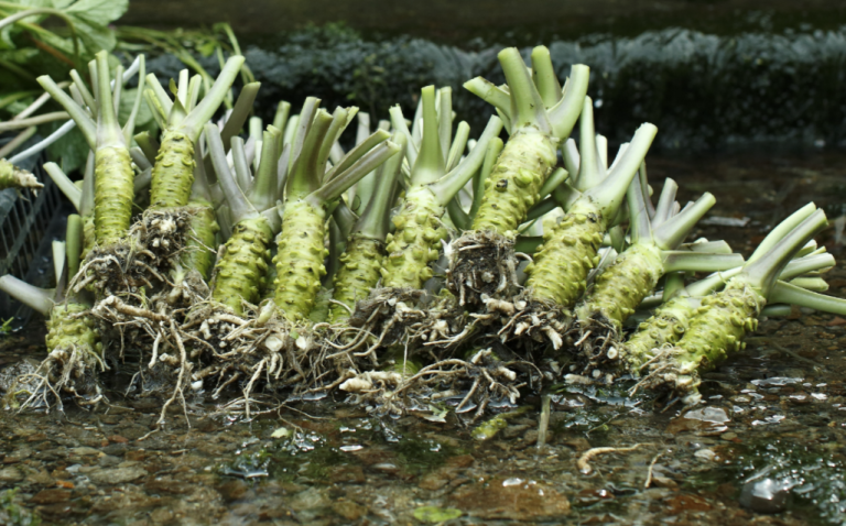 Racine de wasabi japonais dans de l'eau raifort japonais