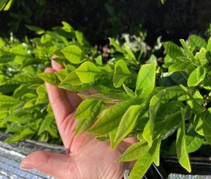 feuilles de thé vert fraîches
