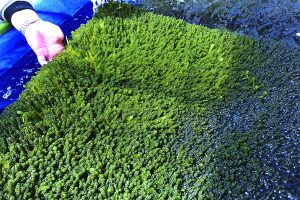 algues vertes umibudo en train de pousser