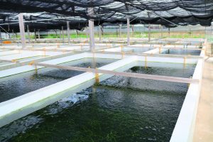 plusieurs bacs d'eau de mer pour l'aquaculture d'umi budo