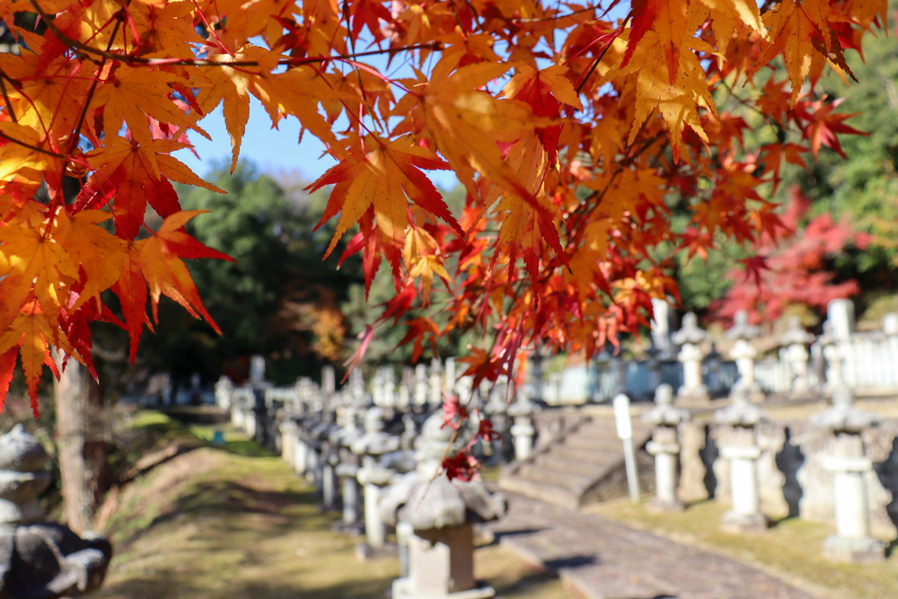 paysage d'automne au Japon avec des feuilles d'érable et un cimetière en fond