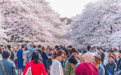 parc avec cerisiers en fleurs et foule japonaise