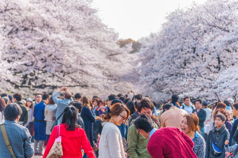 parc avec cerisiers en fleurs et foule japonaise