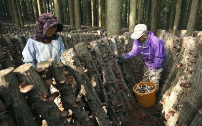 Deux personnes qui cueillent des champignons sur des rondins de bois, plantés en biais dans une forêtn