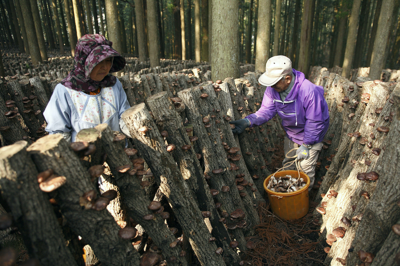 Deux personnes qui cueillent des champignons sur des rondins de bois, plantés en biais dans une forêtn