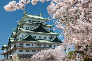 Cerisier en fleur avec vue sur le château de Nagoya au loin