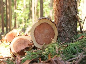 Tronc coupé de Hinoki